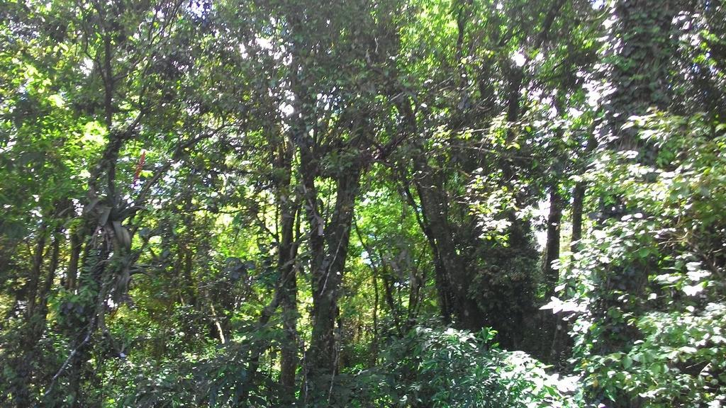 Chalés Araucárias da Serra Canela Quarto foto